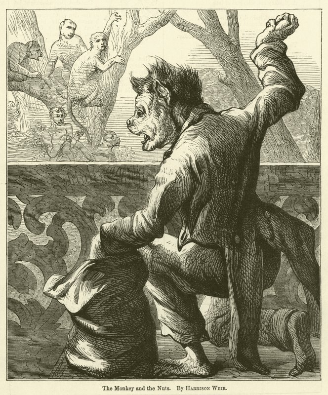 Małpa i Orzechy autorstwa Harrison William Weir