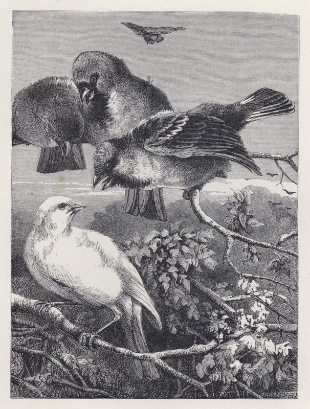 Prześladowany Kanarek (rycina) autorstwa Harrison William Weir