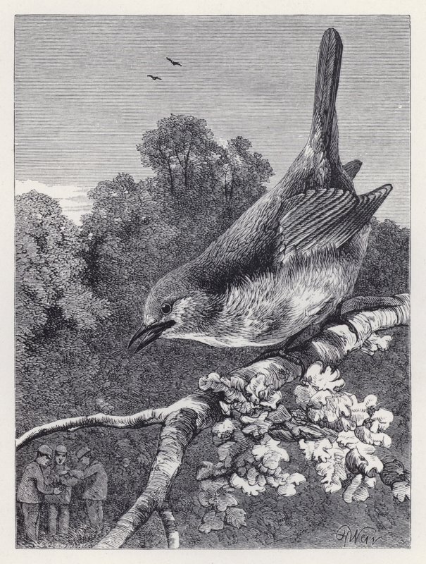 Robin oglądający chłopców z gniazdem (rycina) autorstwa Harrison William Weir