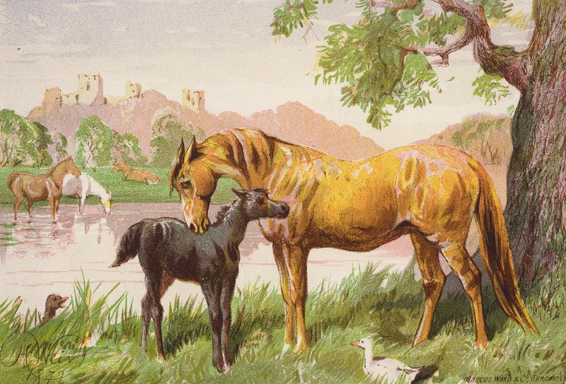 Zrujnowany zamek (kolorowa litografia) autorstwa Harrison William Weir
