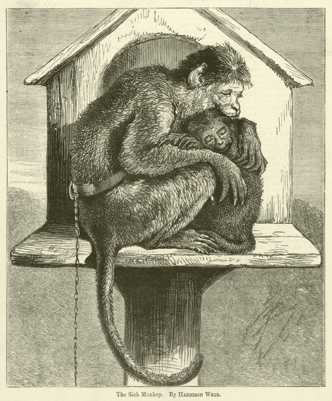 Chora małpa autorstwa Harrison William Weir