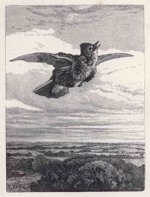 Pieśń Skowronka (rycina) autorstwa Harrison William Weir