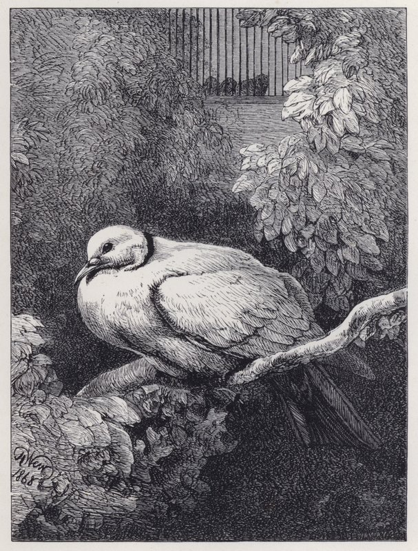 Nieszczęśliwy gołąb (rycina) autorstwa Harrison William Weir