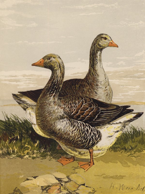 Gęsi Tuluzy (chromolitho) autorstwa Harrison William Weir