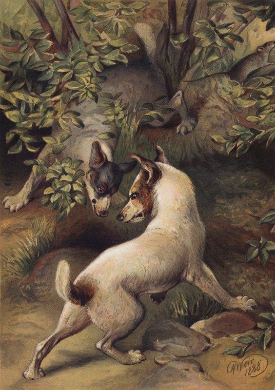 Dwa psy próbujące dostać się do sadzawki z wodą do picia (chromolitho) autorstwa Harrison William Weir