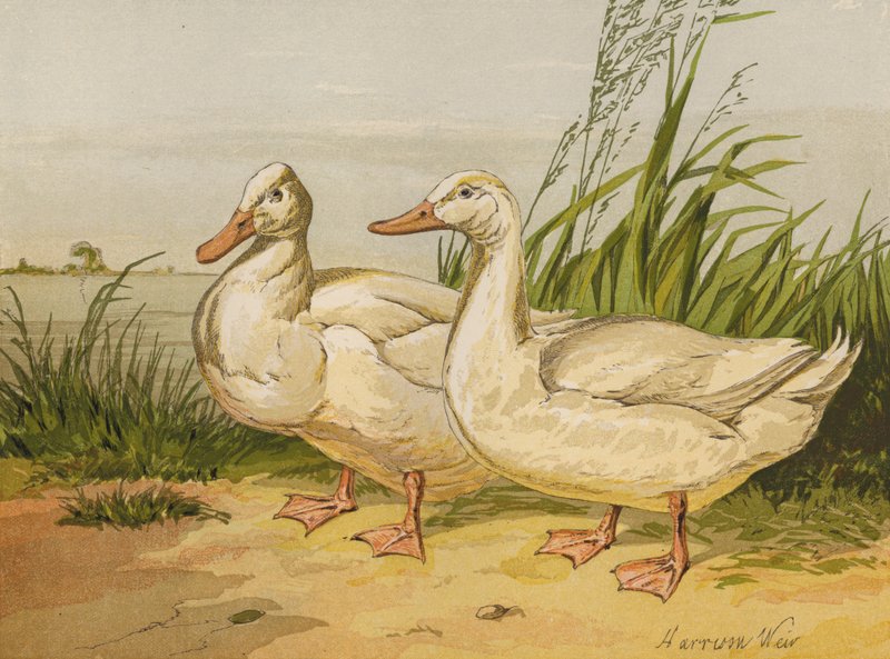 Białe kaczki Aylesbury (chromolitho) autorstwa Harrison William Weir