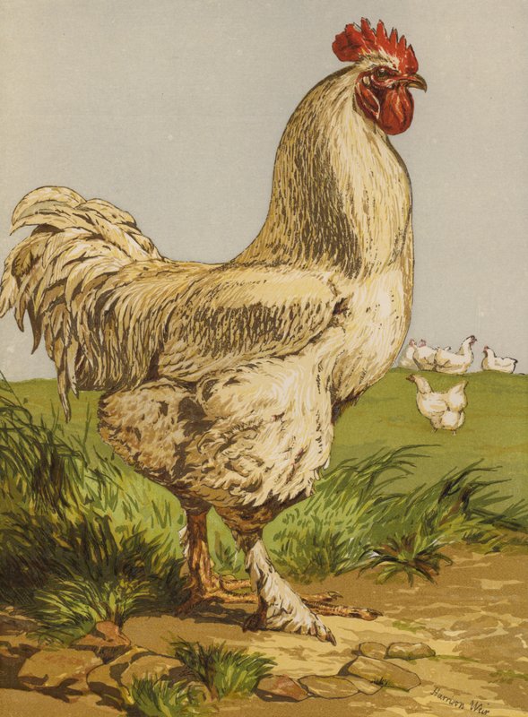 Koczin biały (chromolitho) autorstwa Harrison William Weir