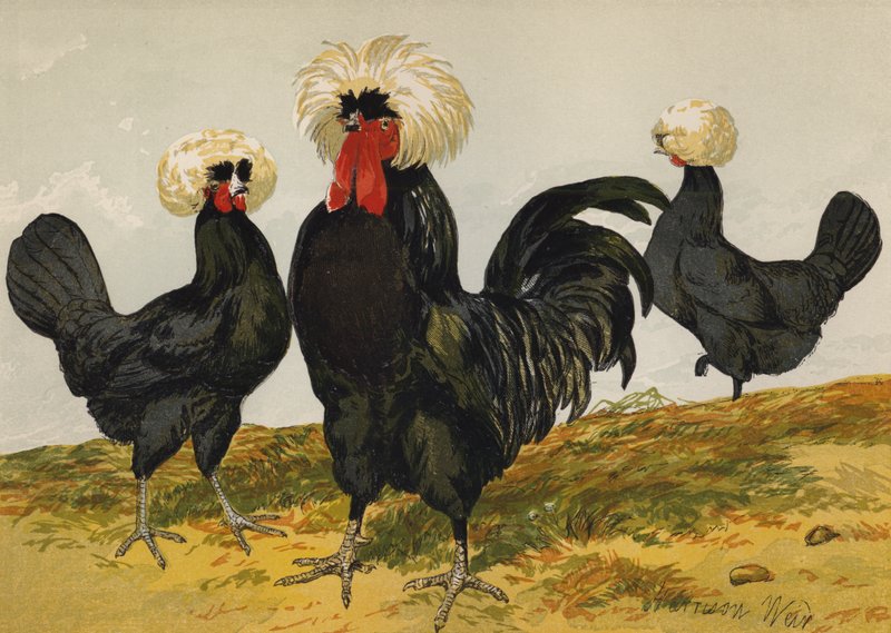 Biały Crested Black Polish (chromolitho) autorstwa Harrison William Weir