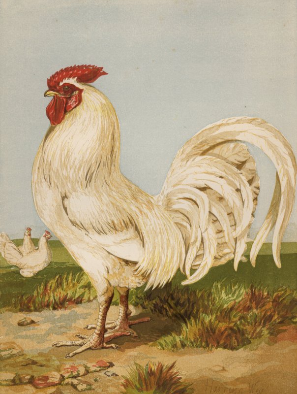 Biały Dorking (chromolitho) autorstwa Harrison William Weir