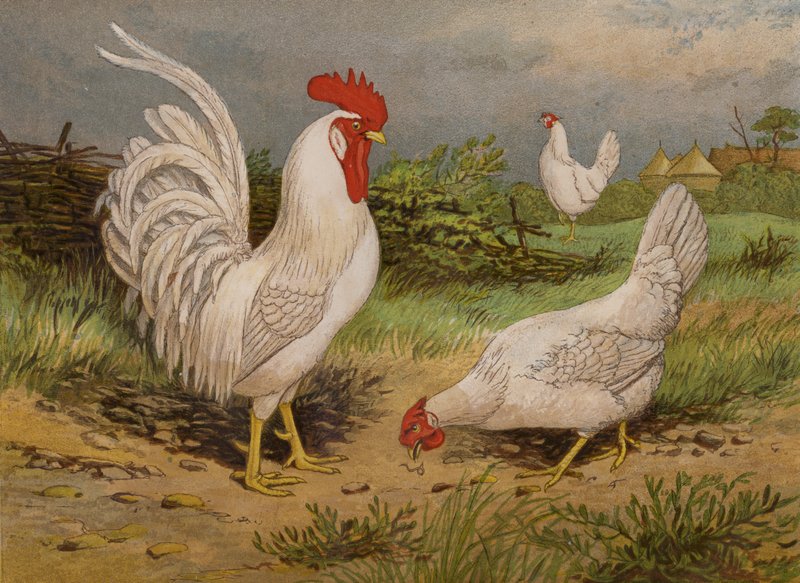 Białe Leghorny (chromolitho) autorstwa Harrison William Weir
