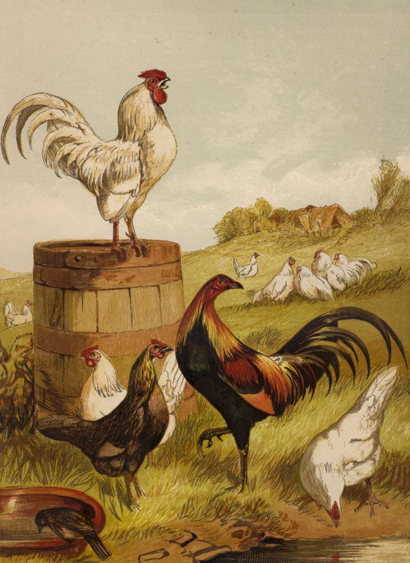 Kogucie białe i łowne (chromolitho) autorstwa Harrison William Weir
