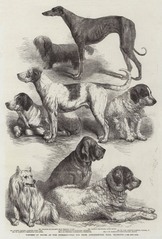 Laureaci Nagród na Międzynarodowej Wystawie Psów Rasowych, Hala Rolnicza, Islington autorstwa Harrison William Weir