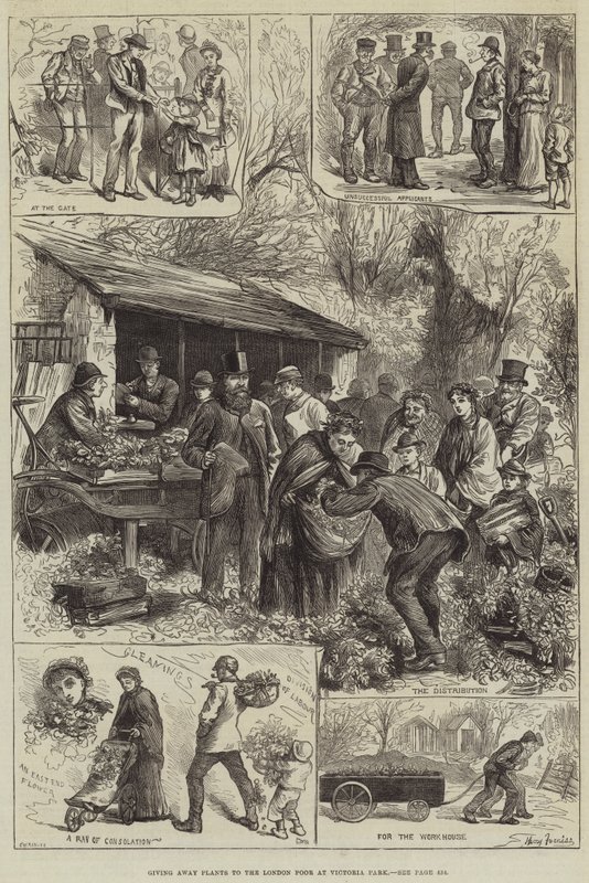 Rozdawanie roślin londyńskim biedakom w Victoria Park autorstwa Harry Furniss
