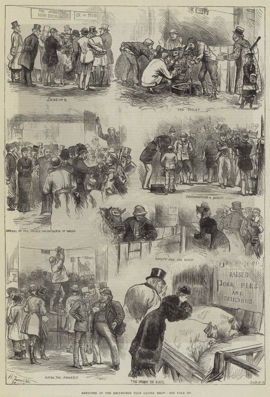 Szkice na wystawie bydła klubu Smithfield autorstwa Harry Furniss