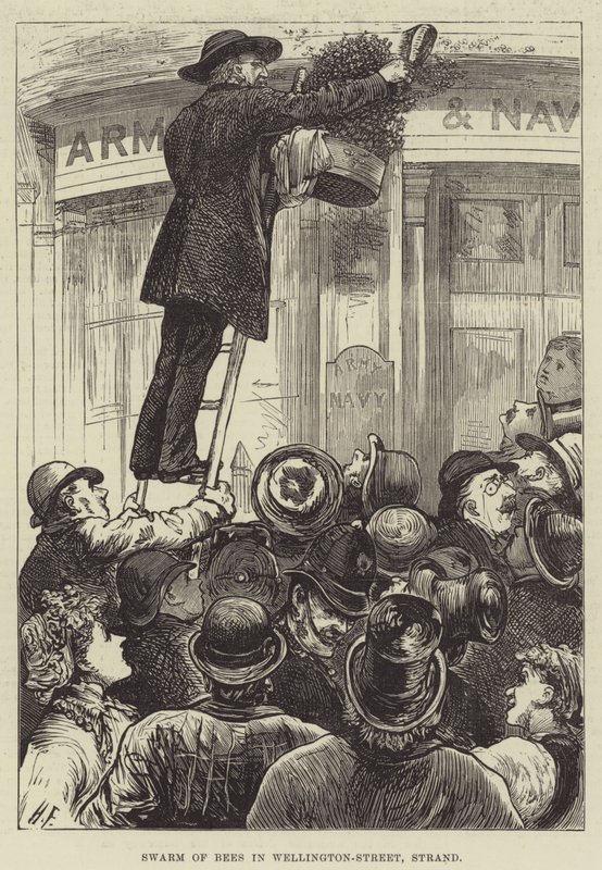 Rój pszczół w Wellington-Street, Strand autorstwa Harry Furniss