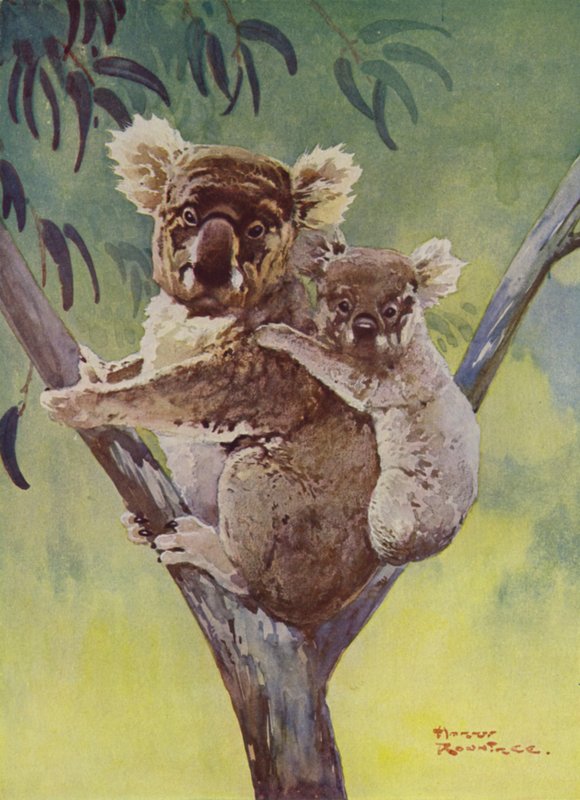 Miś koala i joey na drzewie eukaliptusowym, Australia (kolor lito) autorstwa Harry Rountree