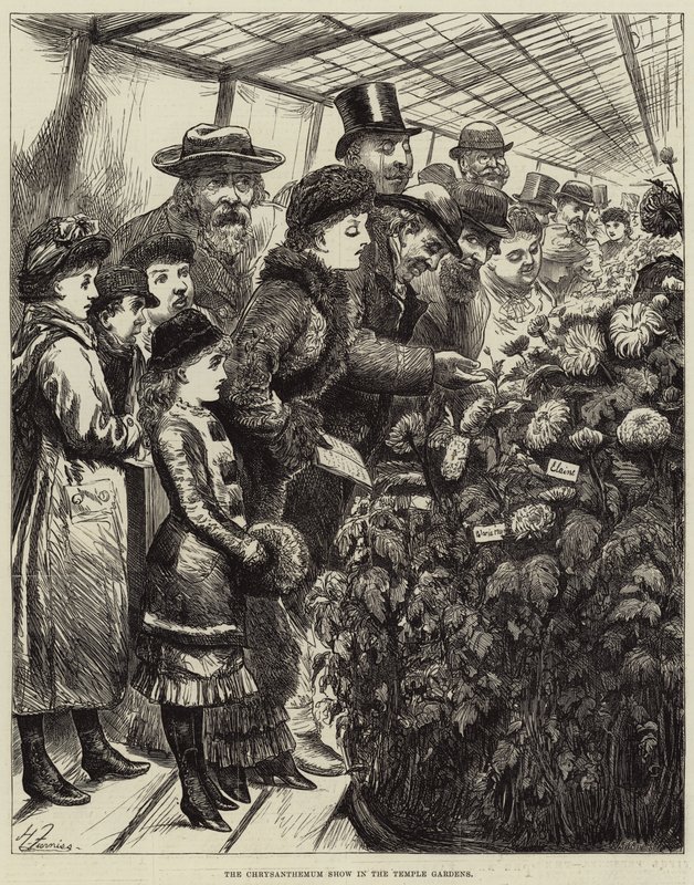 Pokaz chryzantem w ogrodach świątynnych autorstwa Harry Furniss