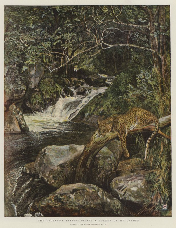 Miejsce spoczynku lamparta, róg mojego ogrodu (chromolitho) autorstwa Harry Hamilton Johnston
