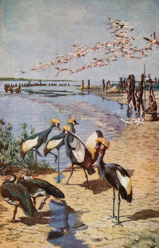 Północne brzegi jeziora Czad, widziane przez Denhama w 1822 r. autorstwa Harry Hamilton Johnston