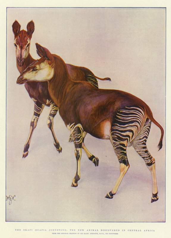 Okapi (Ocapia Johnstoni), nowe zwierzę odkryte w Afryce Środkowej autorstwa Harry Hamilton Johnston