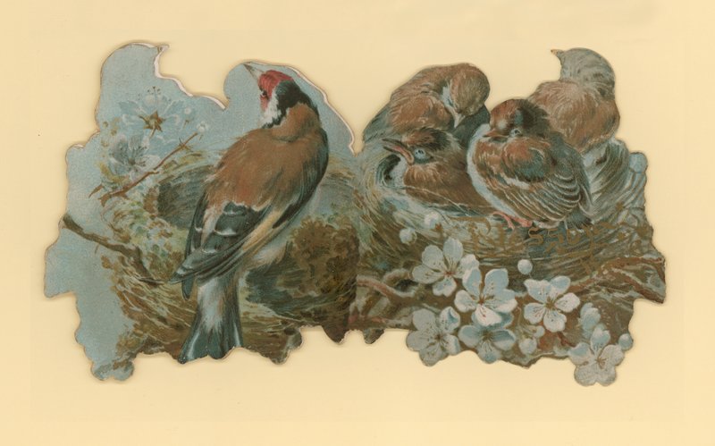 Ptaki autorstwa Hector Giacomelli