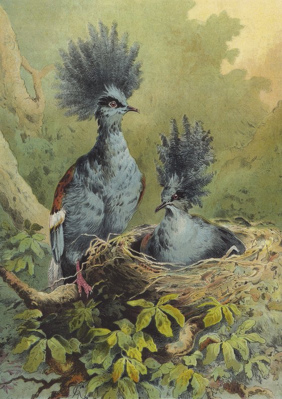 Gołąb koronowany (chromolitho) autorstwa Hector Giacomelli