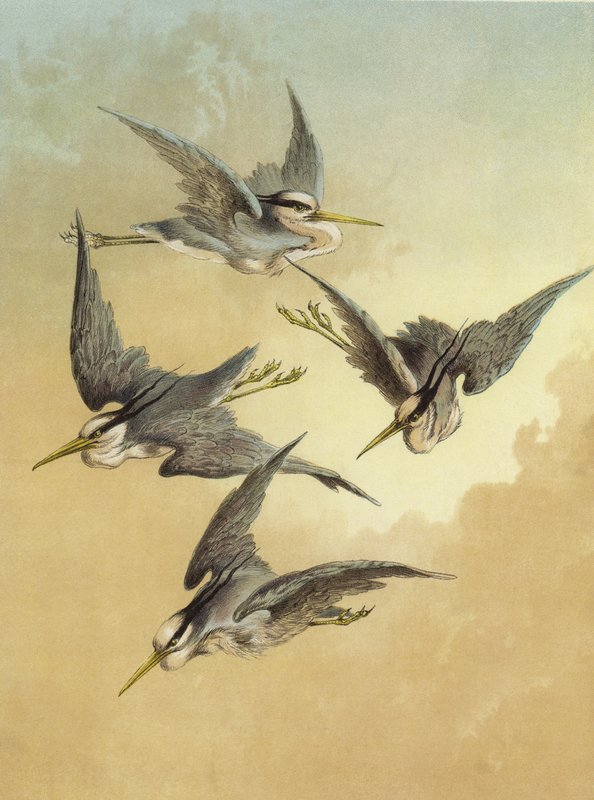 Czapla (chromolitho) autorstwa Hector Giacomelli