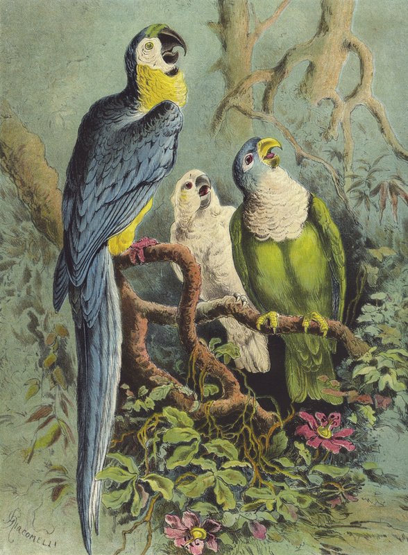 Papugi (chromolitho) autorstwa Hector Giacomelli