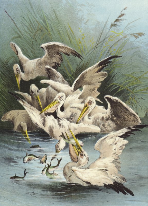 Karmienie pelikanów (chromolitho) autorstwa Hector Giacomelli