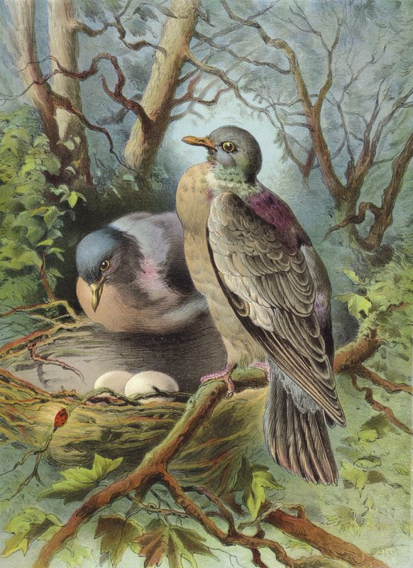 Pierścień Dove (chromolitho) autorstwa Hector Giacomelli