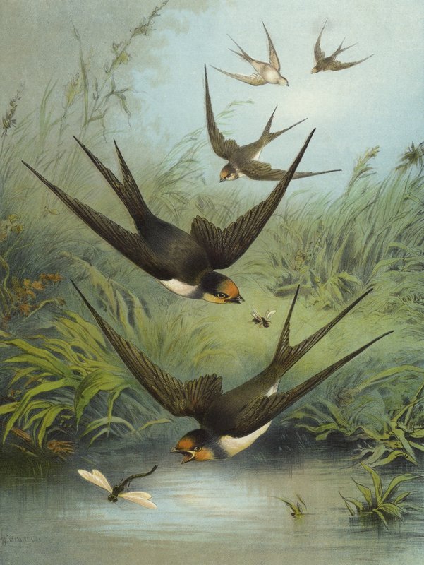Jaskółka (chromolitho) autorstwa Hector Giacomelli