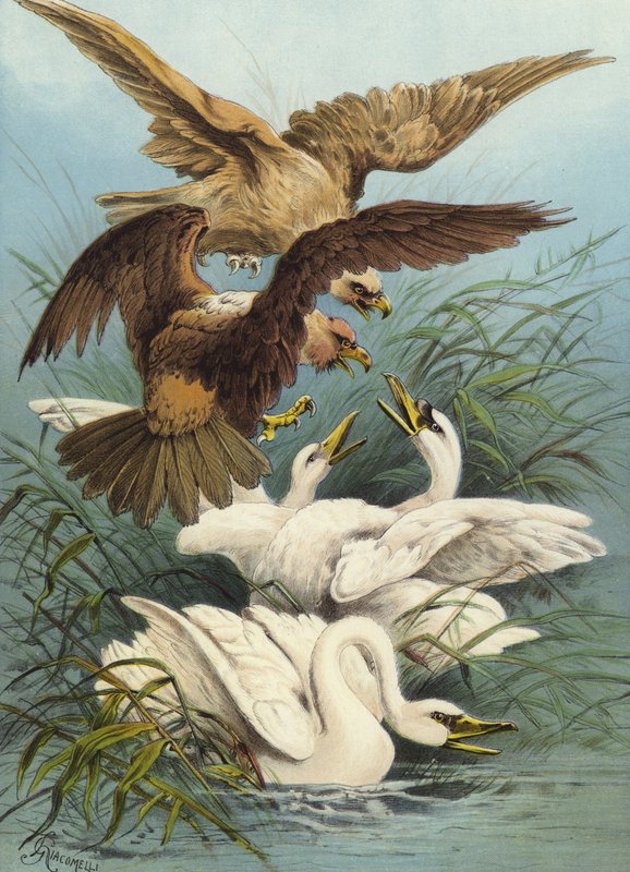 Łabędzie i Orły (chromolitho) autorstwa Hector Giacomelli