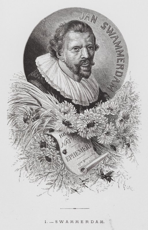 Owad: Swammerdam (rycina) autorstwa Hector Giacomelli
