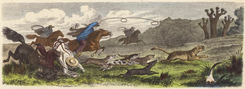Polowanie na pumę z lassami w Brazylii (kolorowy grawer) autorstwa Heinrich Leutemann