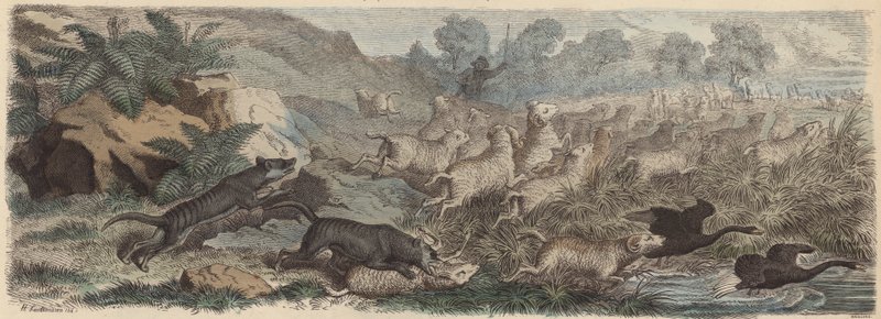 Tygrysy tasmańskie atakujące owce na Tasmanii (kolorowy grawerunek) autorstwa Heinrich Leutemann