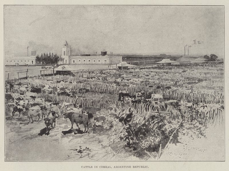 Bydło w Corral, Republika Argentyńska autorstwa Henry Charles Seppings Wright
