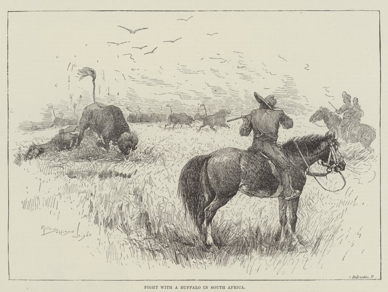Walcz z bawołem w RPA autorstwa Henry Charles Seppings Wright