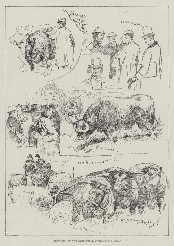 Szkice na wystawie bydła klubu Smithfield autorstwa Henry Charles Seppings Wright