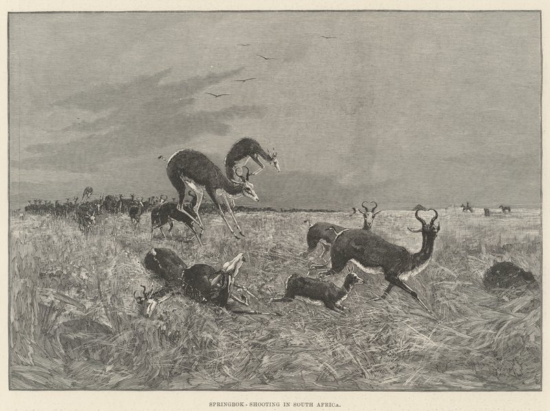 Strzelanie do Springboków w RPA autorstwa Henry Charles Seppings Wright