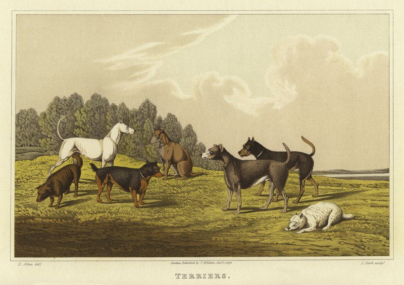 Teriery (chromolitho) autorstwa Henry Thomas Alken