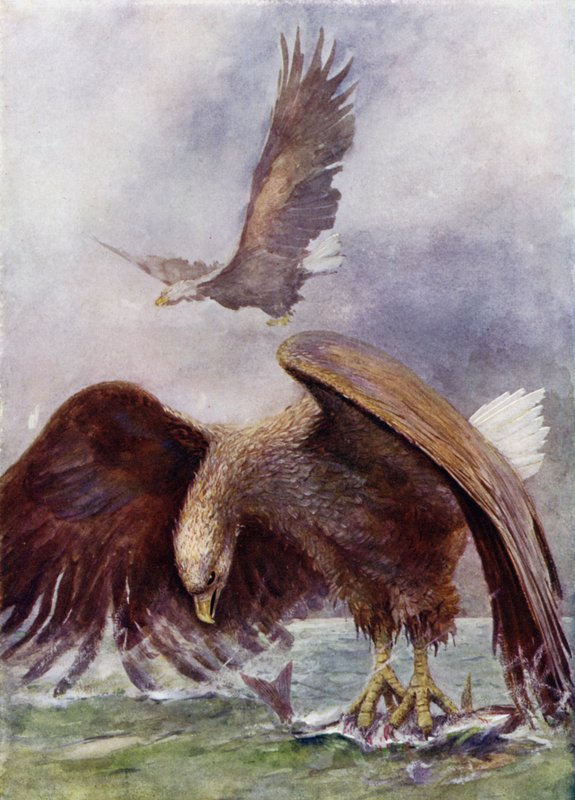 Połów orła morskiego autorstwa Henry Charles Seppings Wright