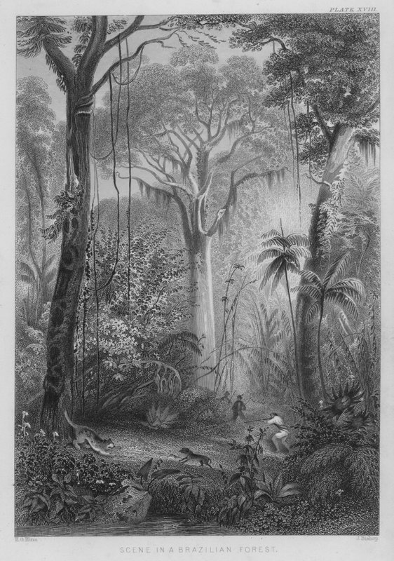 Scena w brazylijskim lesie (kolorowy grawerunek) autorstwa Henry George (after) Hine