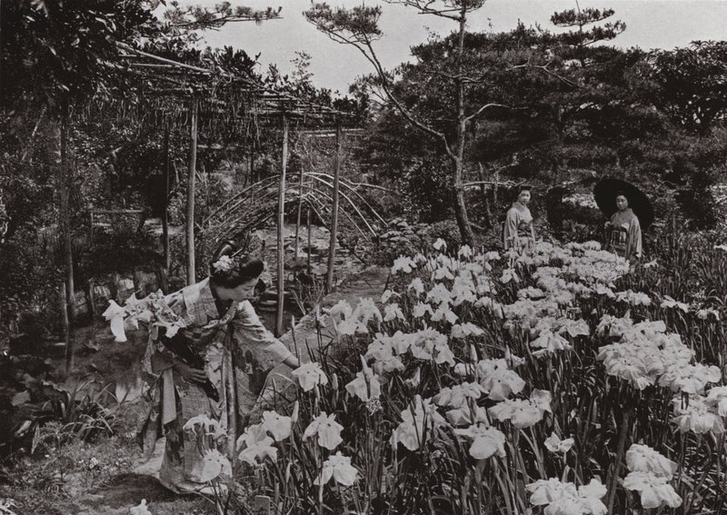 W Iris Garden w Hori-kiri (zdjęcie czarno-białe) autorstwa Herbert Ponting