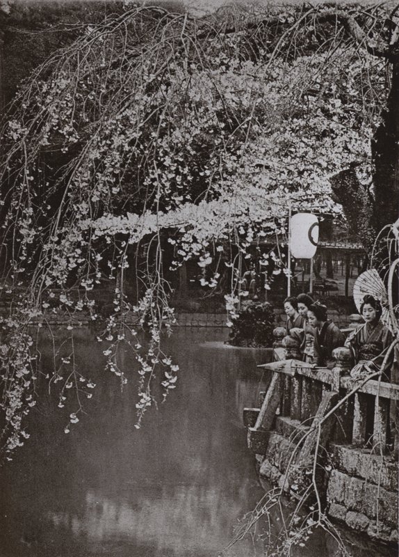 Czas kwitnienia wiśni w Japonii (zdjęcie czarno-białe) autorstwa Herbert Ponting