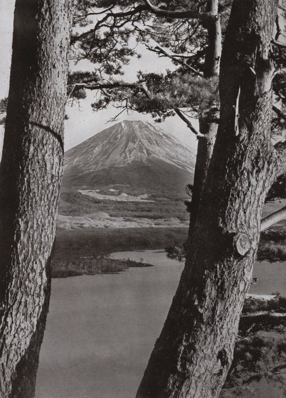 Fuji i sosny (zdjęcie czarno-białe) autorstwa Herbert Ponting