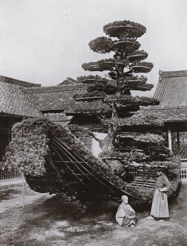 Sosnowy dżon w Kinkakuji (zdjęcie czarno-białe) autorstwa Herbert Ponting