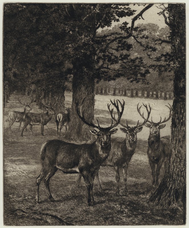 Jeleń w Windsor Park (grawerowanie) autorstwa Heywood (after) Hardy