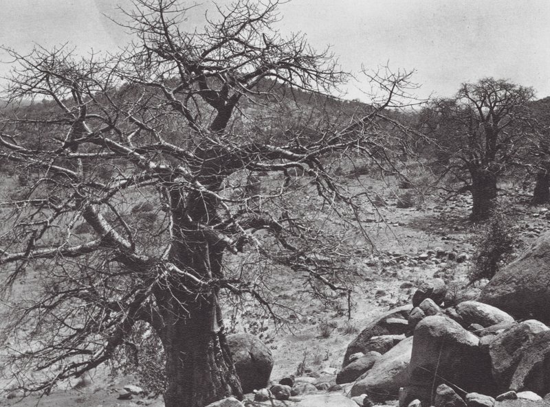Afryka: Baobab, Dar Nuba (zdjęcie czarno-białe) autorstwa Hugo Adolf Bernatzik