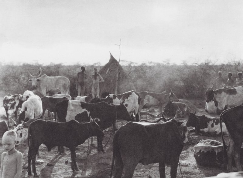Afryka: Kraal bydła na brzegu Bahr el Zeraf (zdjęcie czarno-białe) autorstwa Hugo Adolf Bernatzik