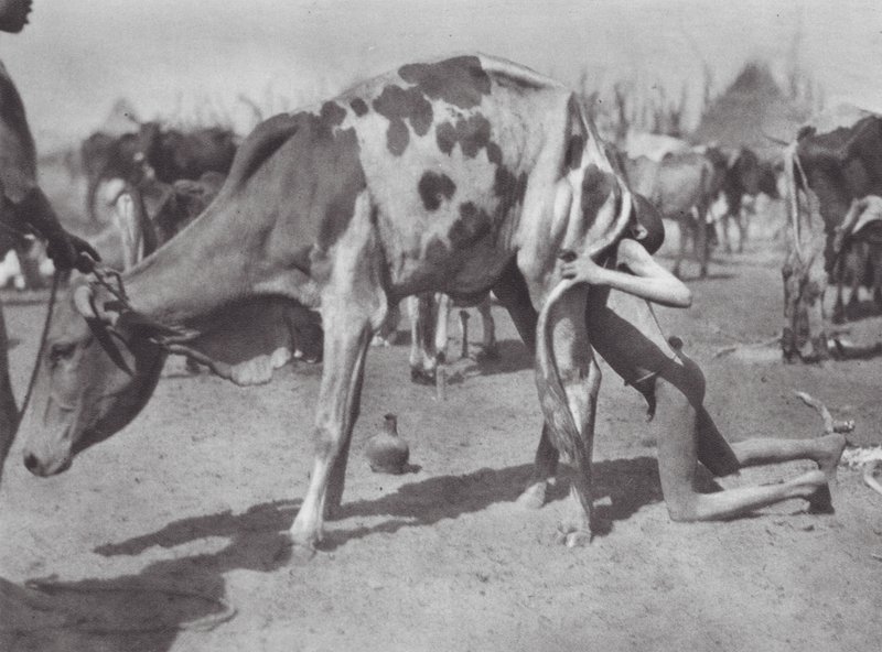 Afryka: Północny Dinka dmuchający krowę (zdjęcie czarno-białe) autorstwa Hugo Adolf Bernatzik